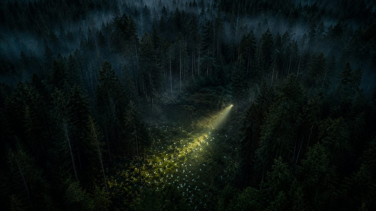 A dark misty pine forest seen from above with a single searchlight beam